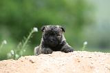 CAIRN TERRIER 602